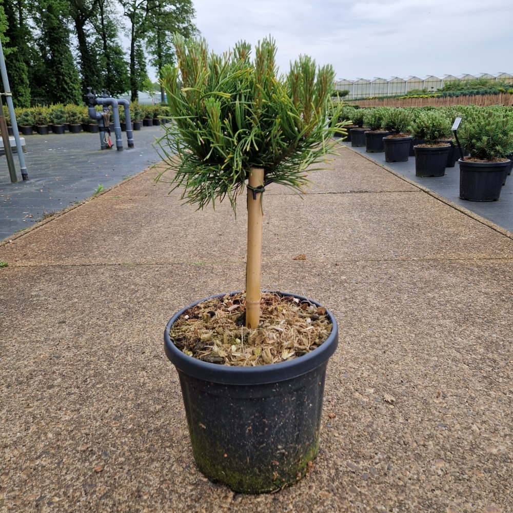 Picture of Pinus nigra Lemon Pearl C6 20/STD