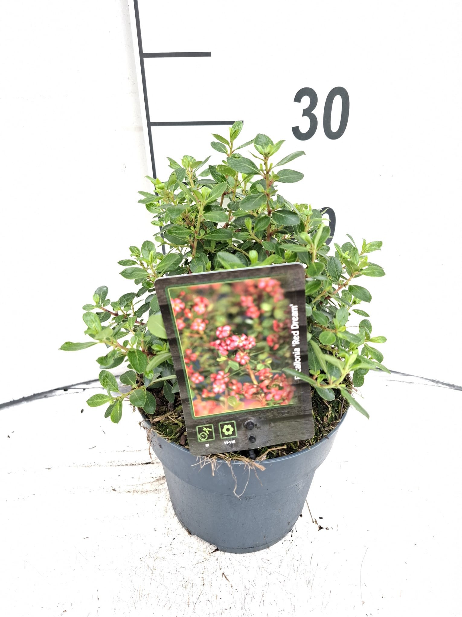 Escallonia 'Red Dream'