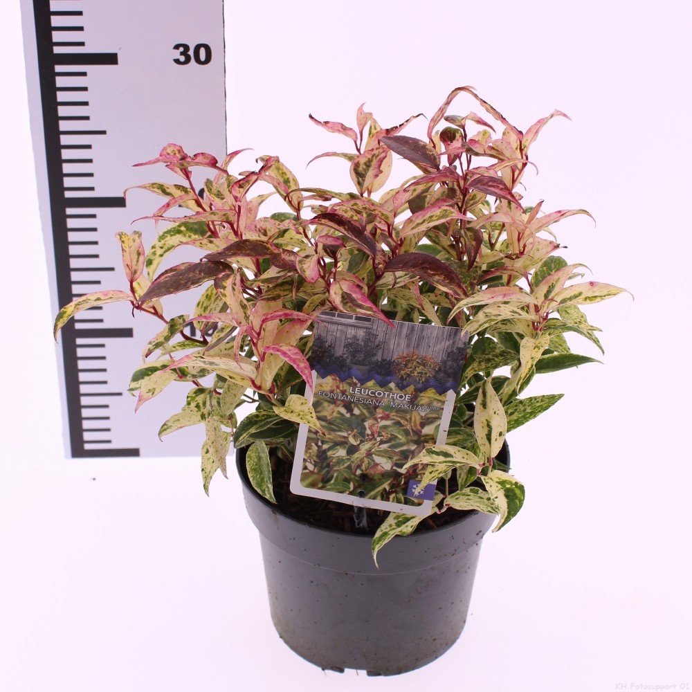 Picture of Leucothoe fontanesiana 'Makiejaz'