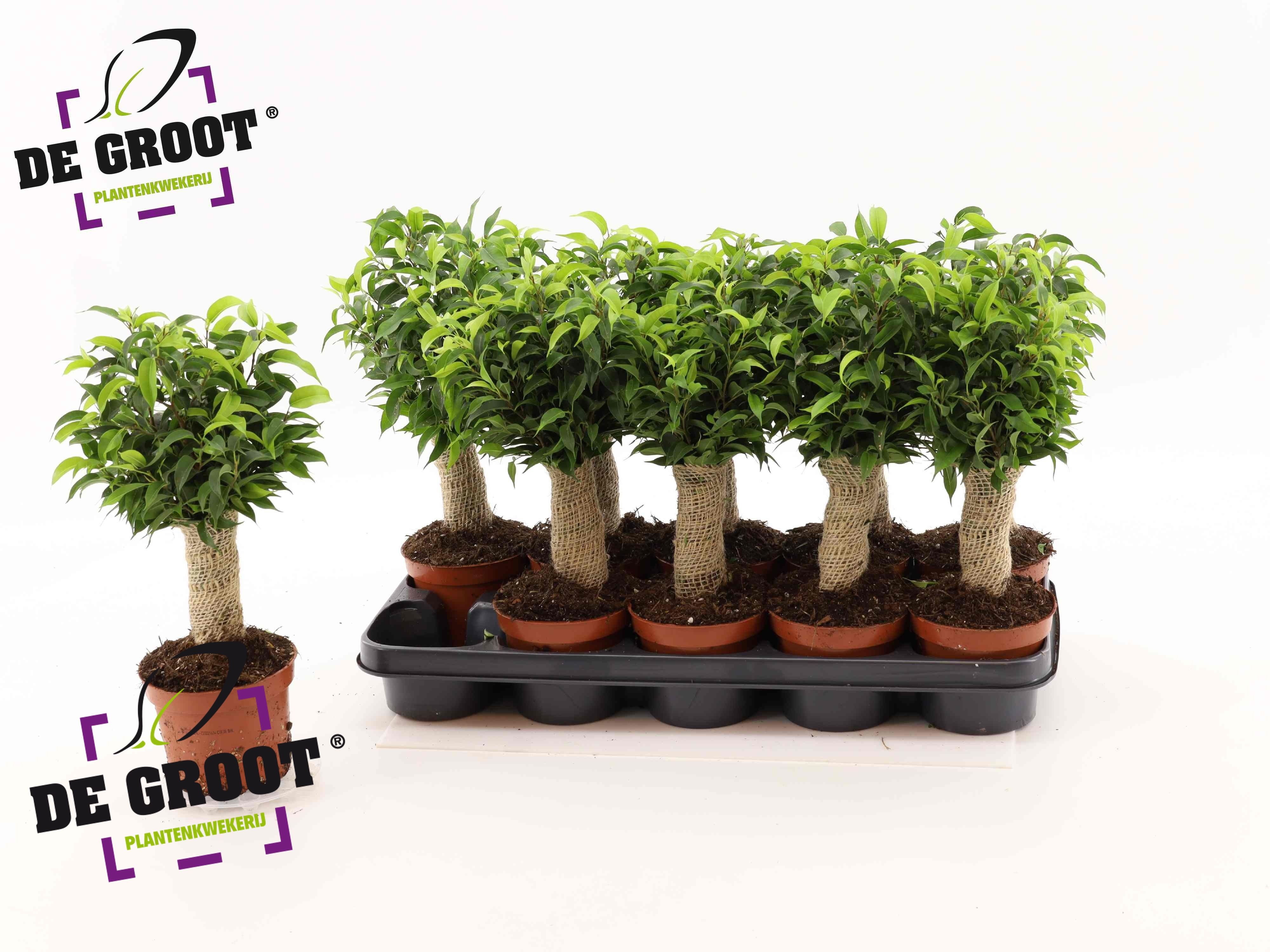 grow your own bonsai Bonsai Seed Starter Kit main image 1