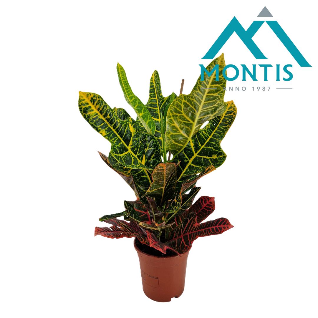 Picture of Codiaeum variegatum Excellent P17 (2 Ltr) 60CM