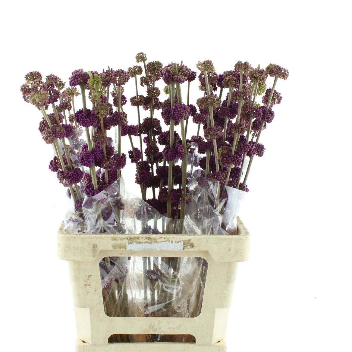 Callicarpa B.giraldi(nl) 70cm