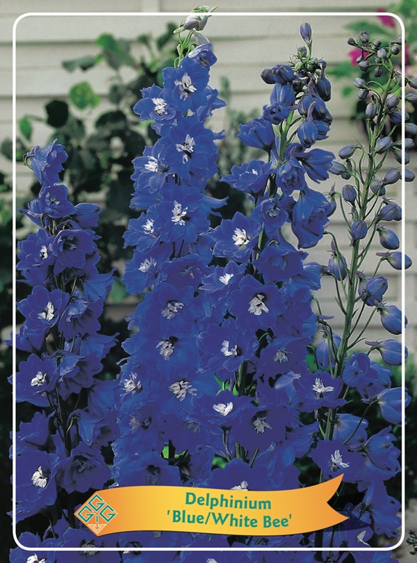 Picture of Delphinium mix 6x10 srt. per shelve P11