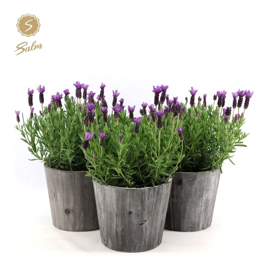 Picture of Lavandula st. 'Anouk'® Collection P19 in Wood