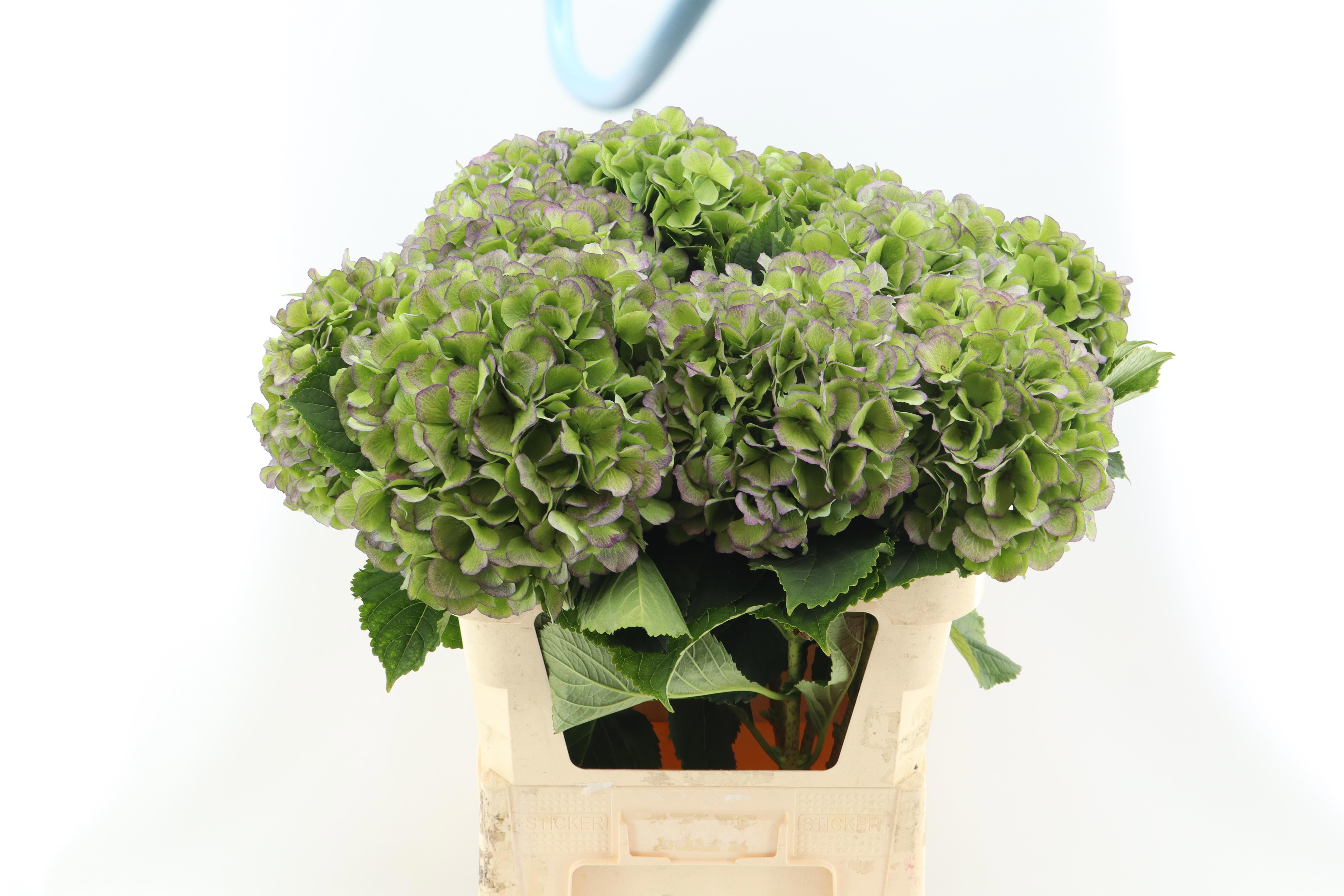 Hydrangea Verena Classic Blue 60cm 18Ø