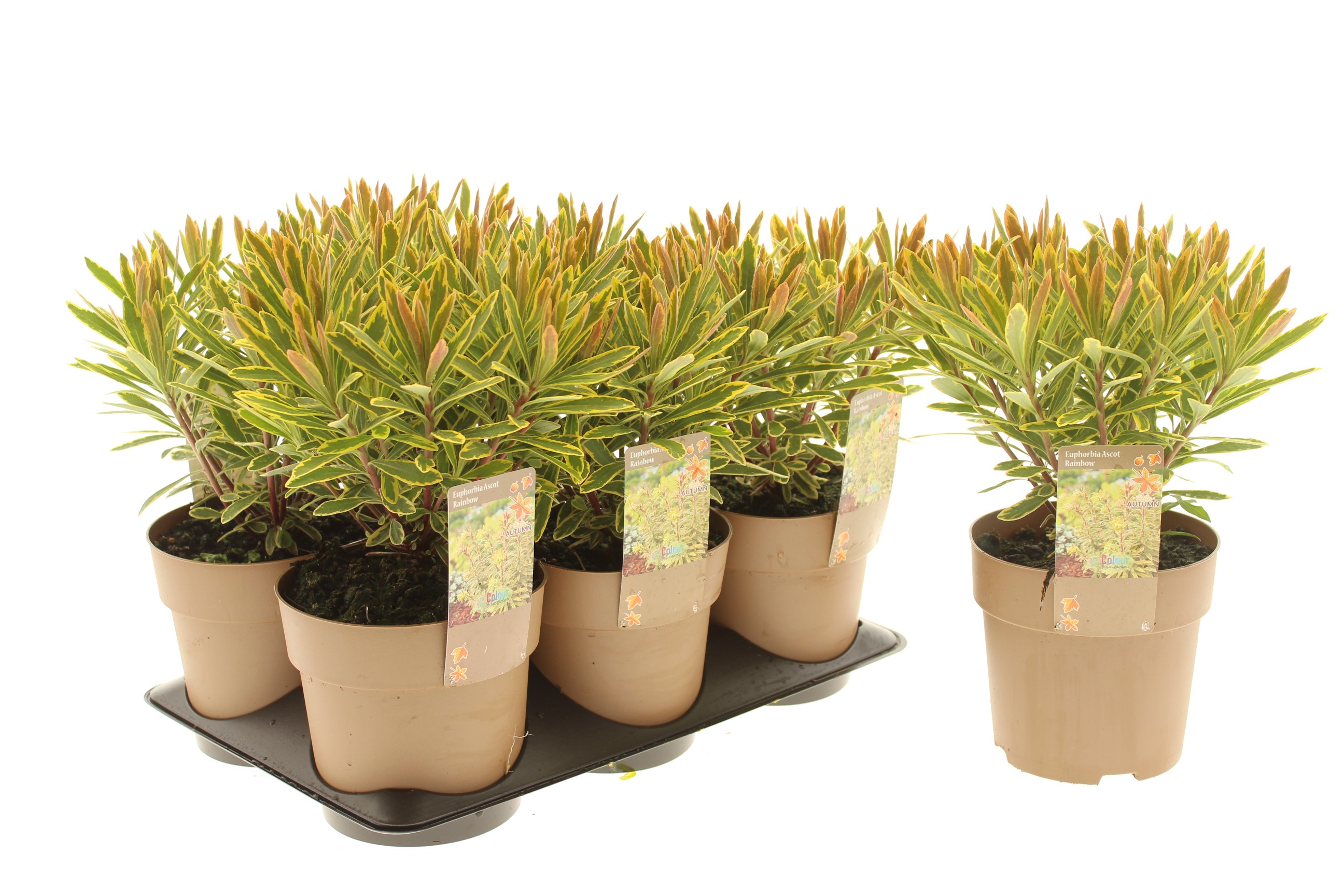 Euphorbia 'Ascot Rainbow'