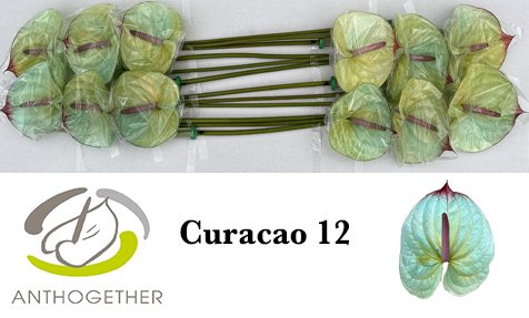 Anth A Klb 'curacao' H% 12