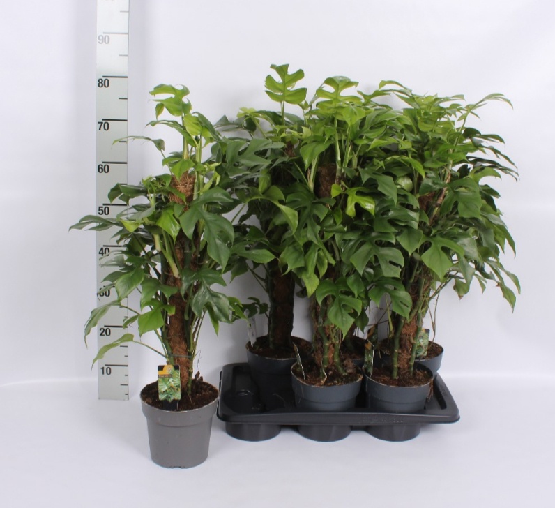 Monstera Ov 17Ø 75cm