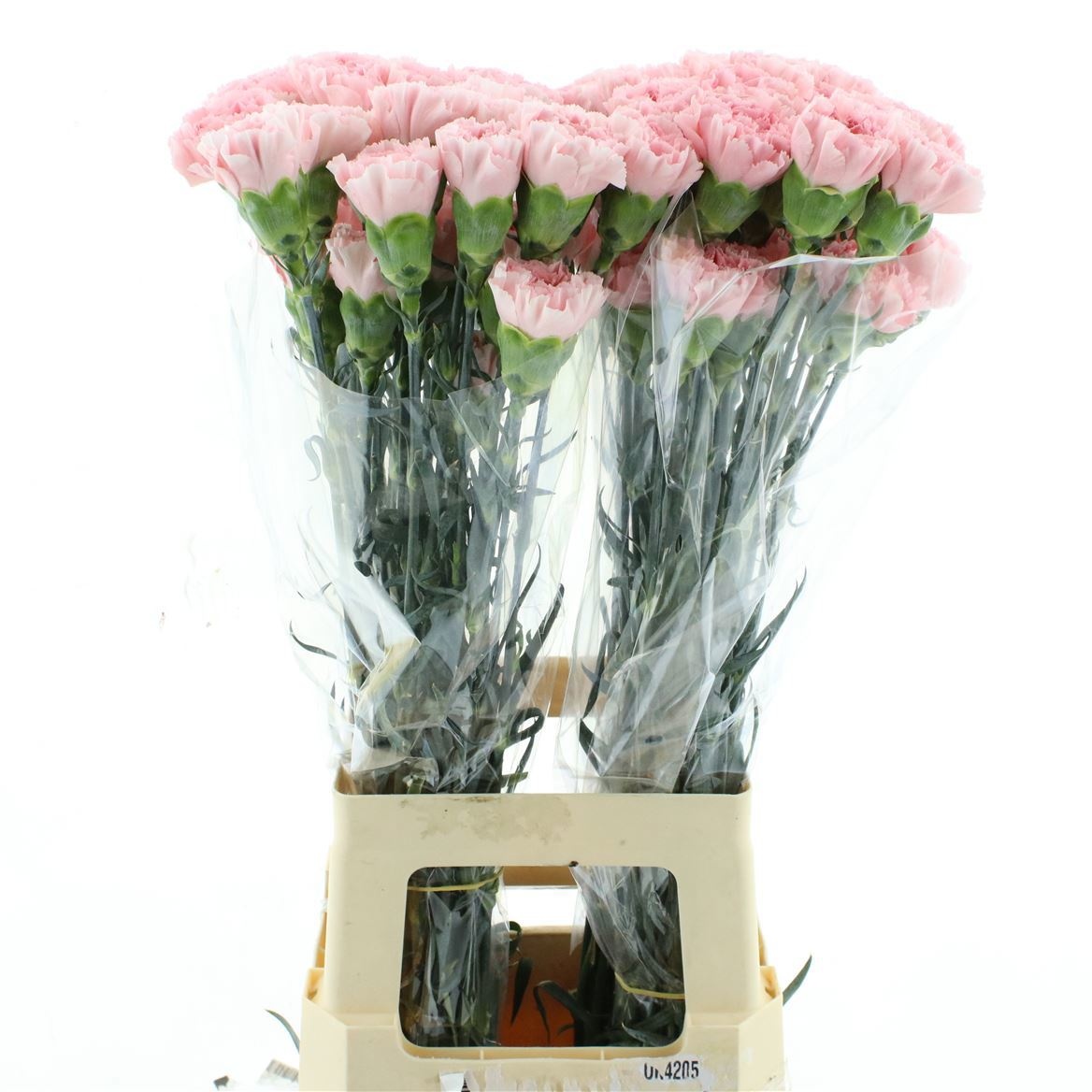 Dianthus St Julia 70cm