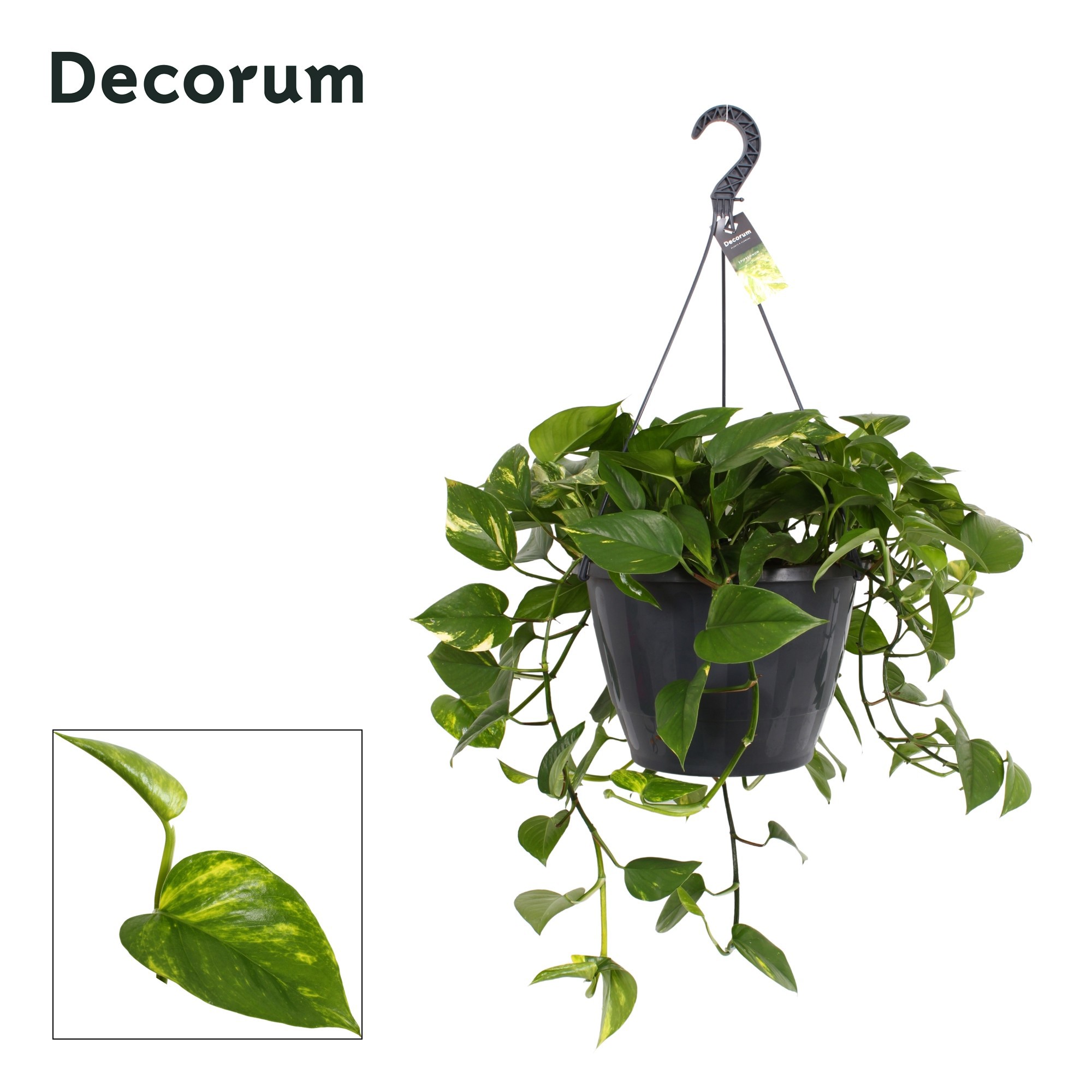 Epipremnum Aureum hang XXL