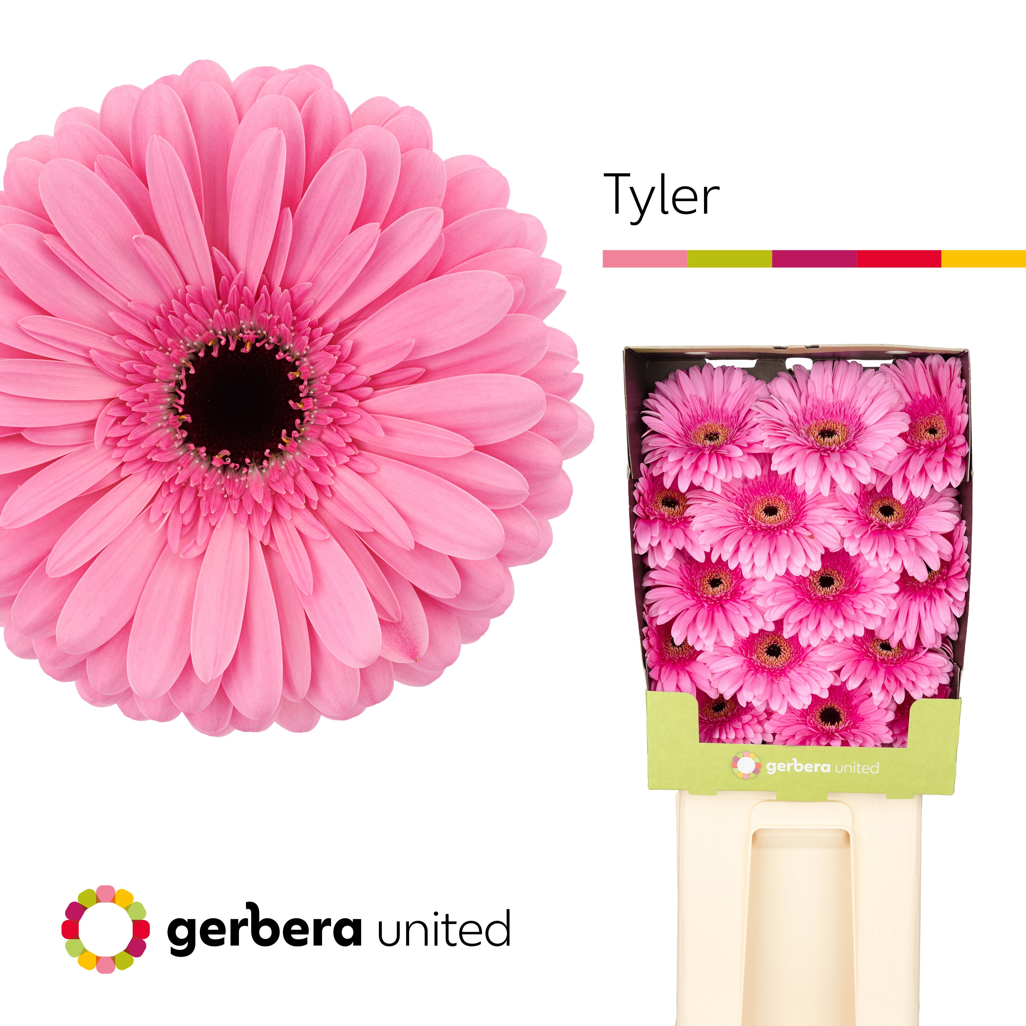 Gerbera Tyler Diamond