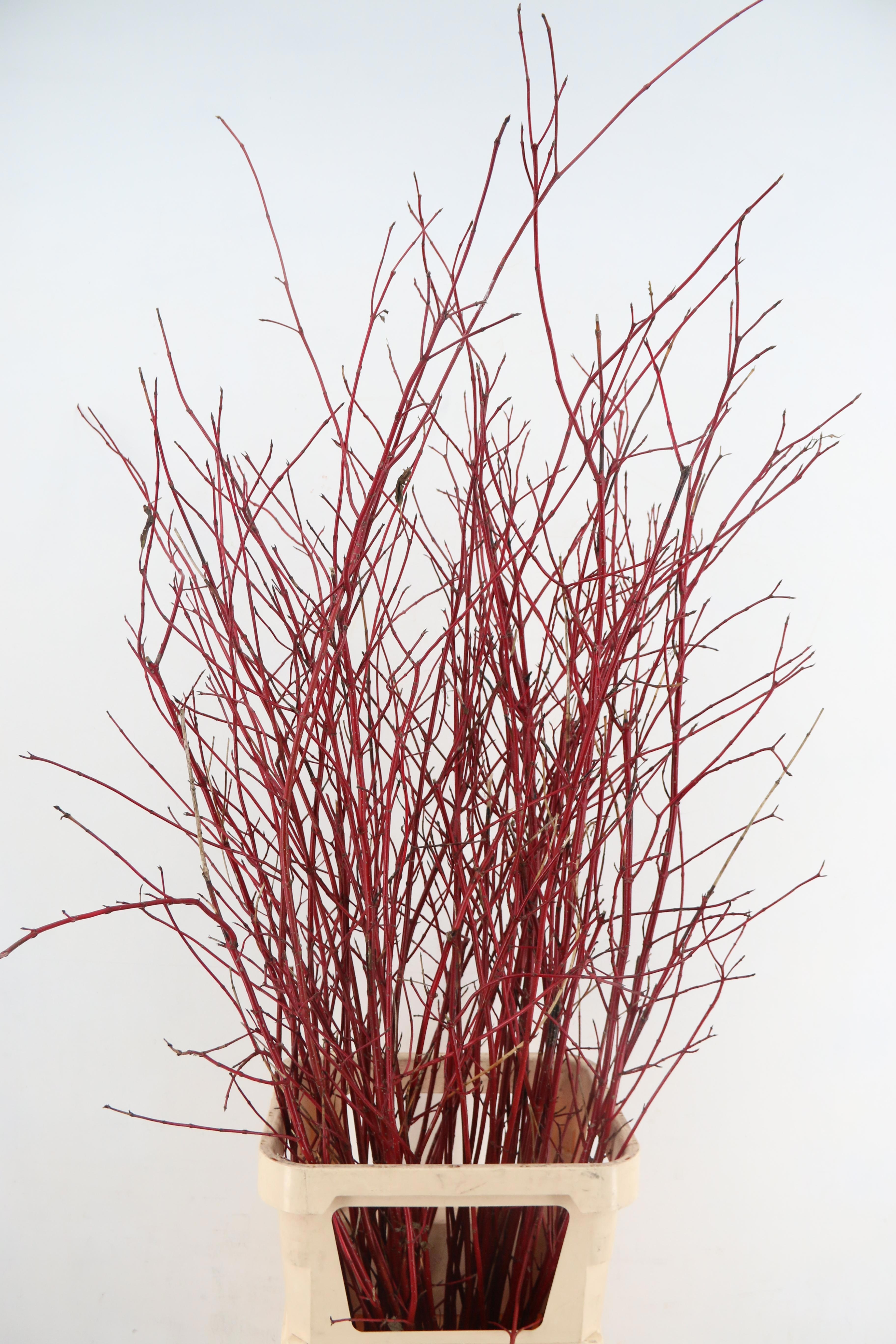 Cornus Alba Sibirica 130L.cm