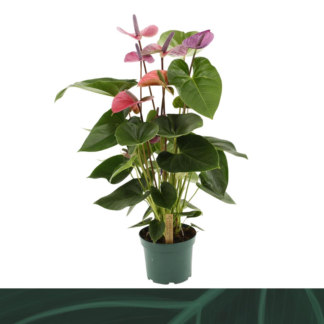 Picture of Anthurium Cavalli P17 65CM