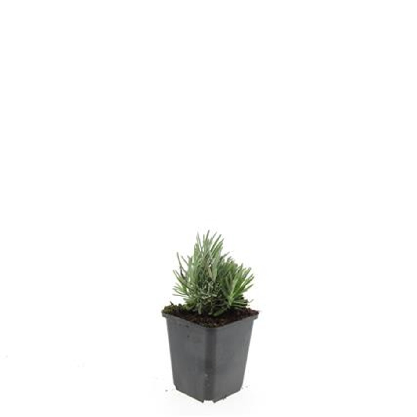 Lavandula angustifolia 'Dwarf Blue'
