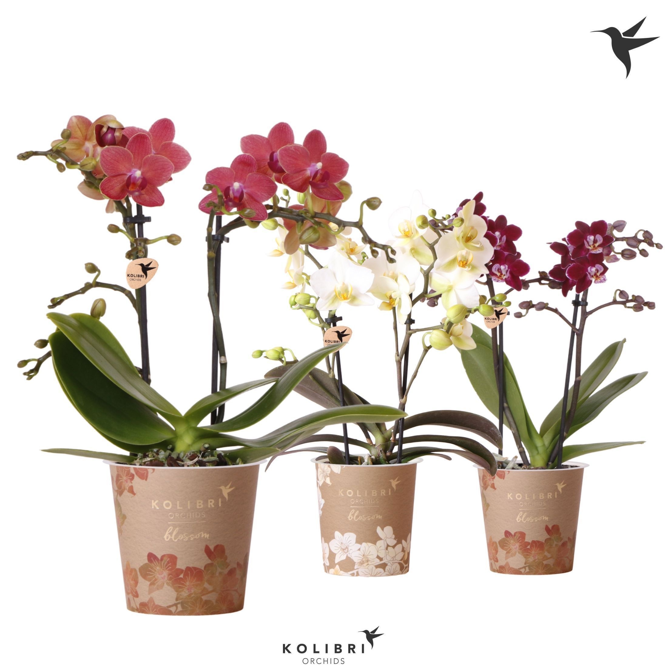 Phalaenopsis Kolibri Orchids Phalaenopsis Blossom Mix 2 spike
