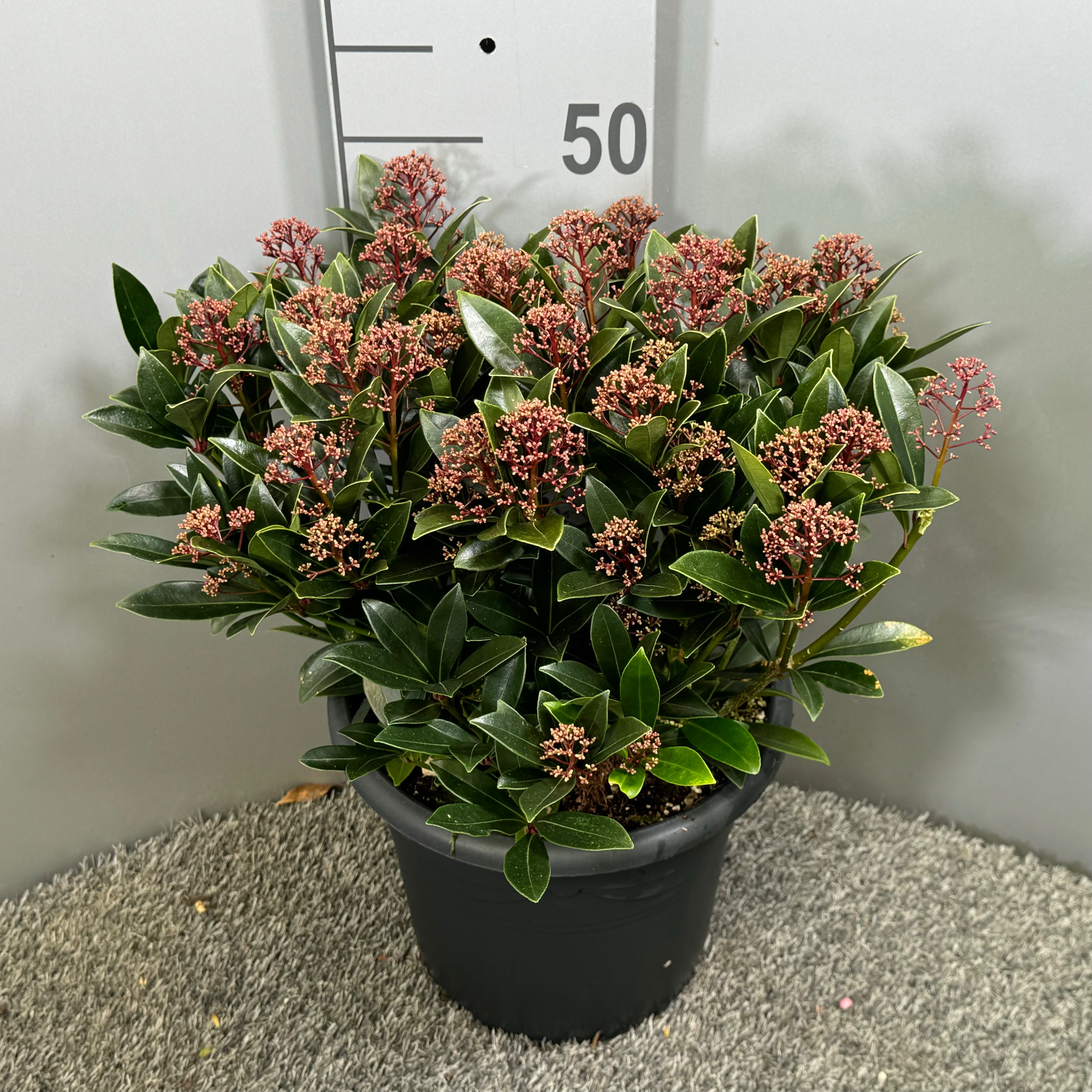 Picture of Skimmia japonica Antarctica P26 (7.5 Ltr)