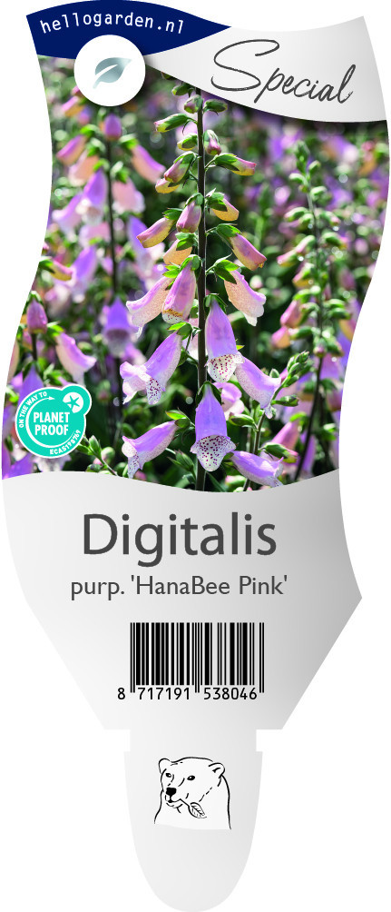 Digitalis purp. 'HanaBee Pink'