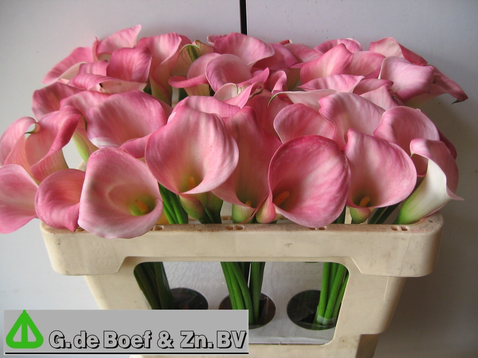 Calla Candy Dream 50cm