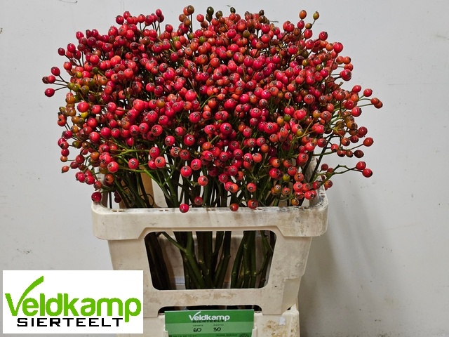 Rosa Mag Autum Glory 60cm