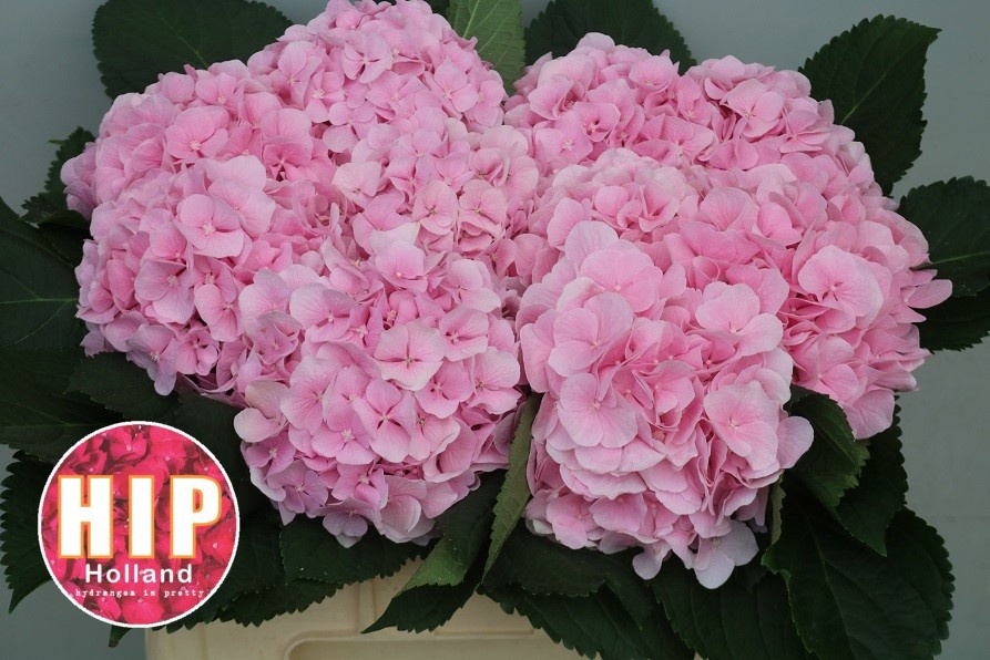 Hydrangea Verena Pink 50cm 18Ø