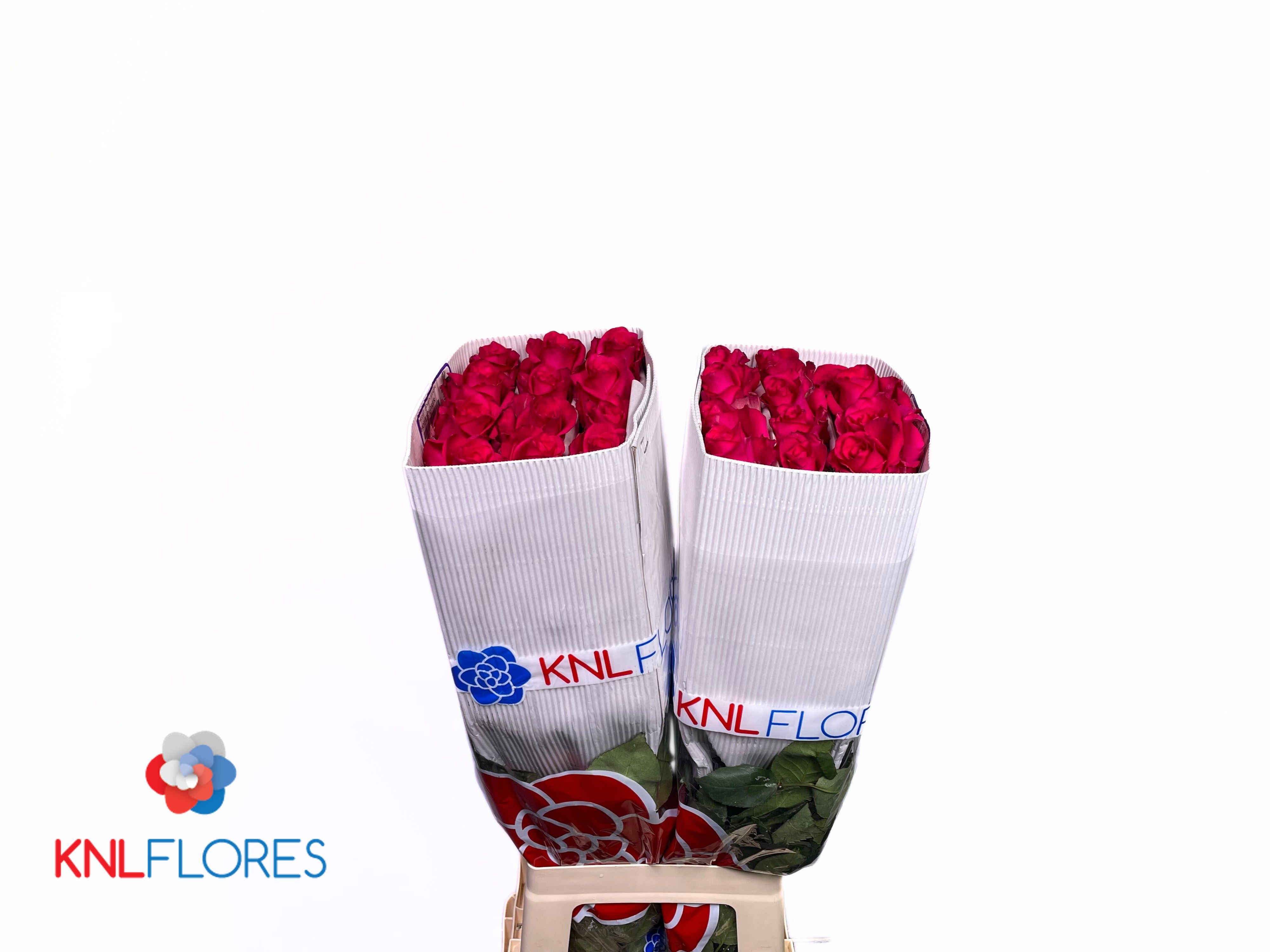 Rosa Hot Explorer 70cm