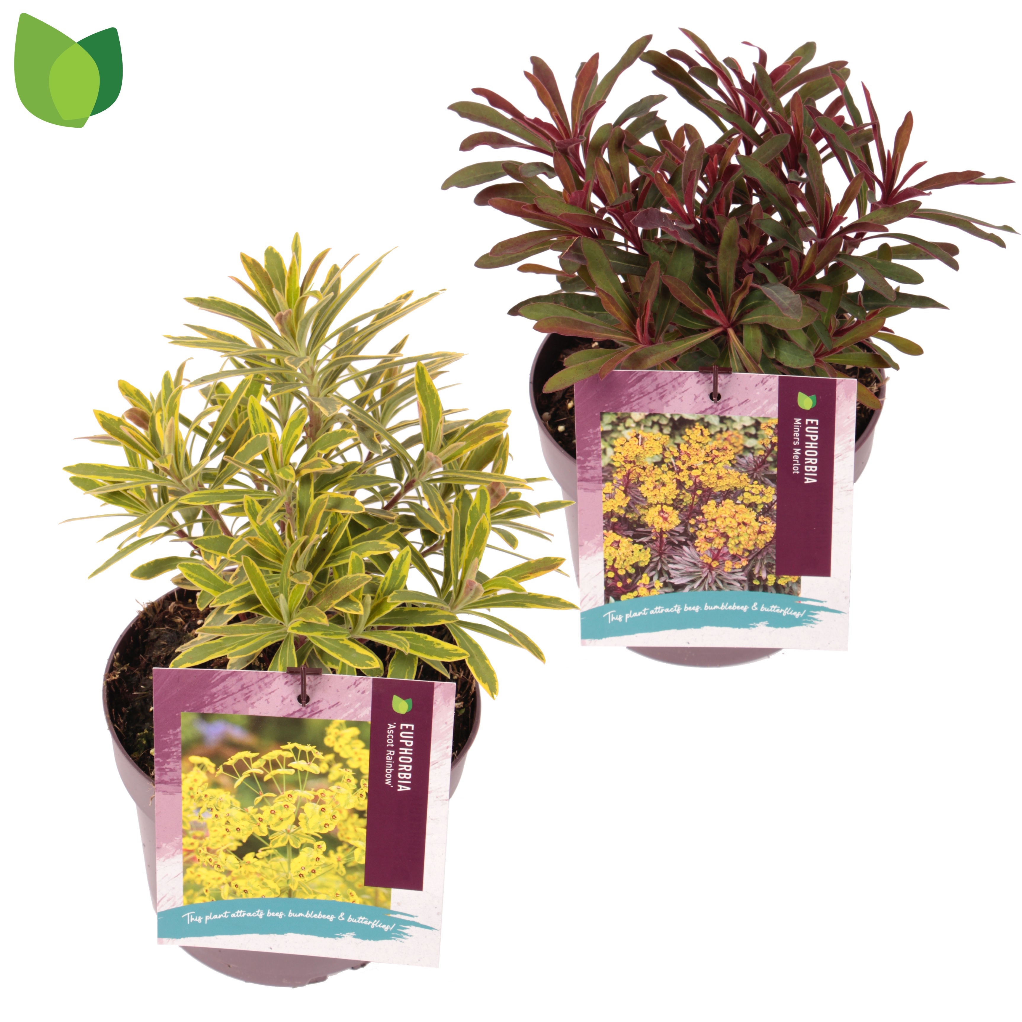 Euphorbia mix