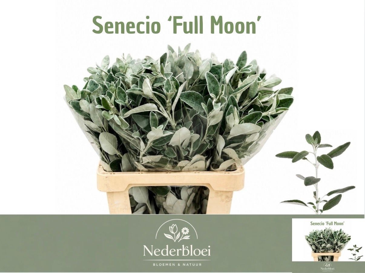 Senecio 'full Moon'