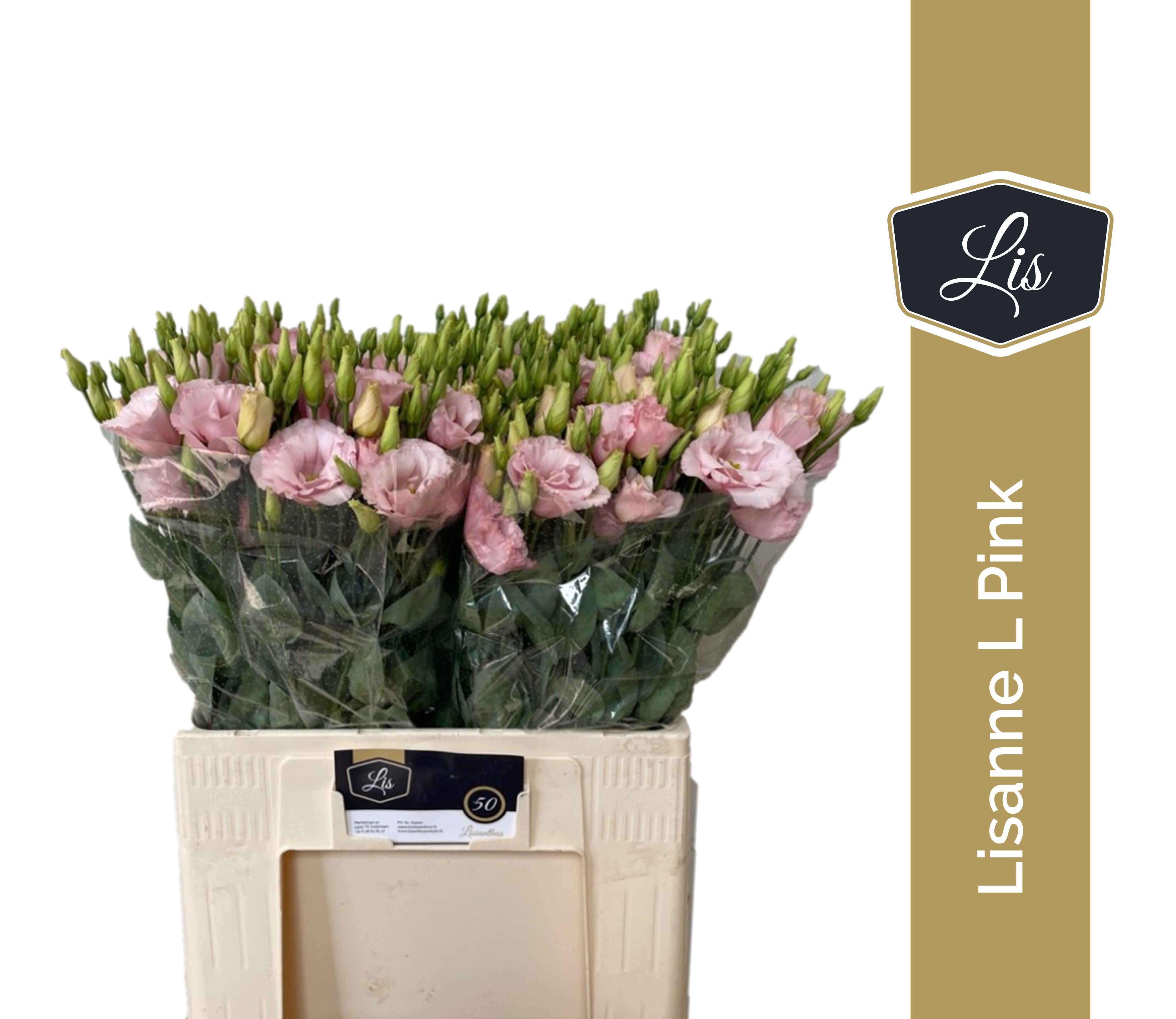 Eus G Lisanne L Pink