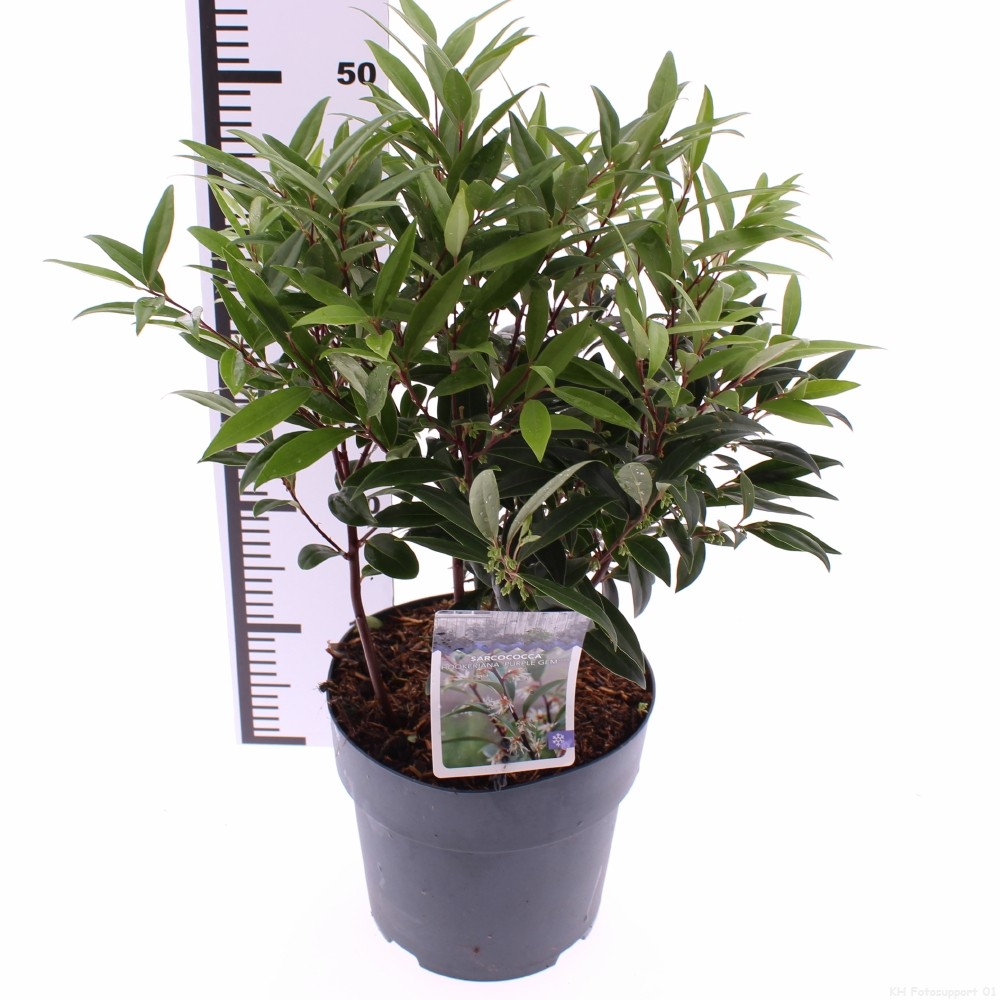 Picture of Sarcococca 'Purple Gem'