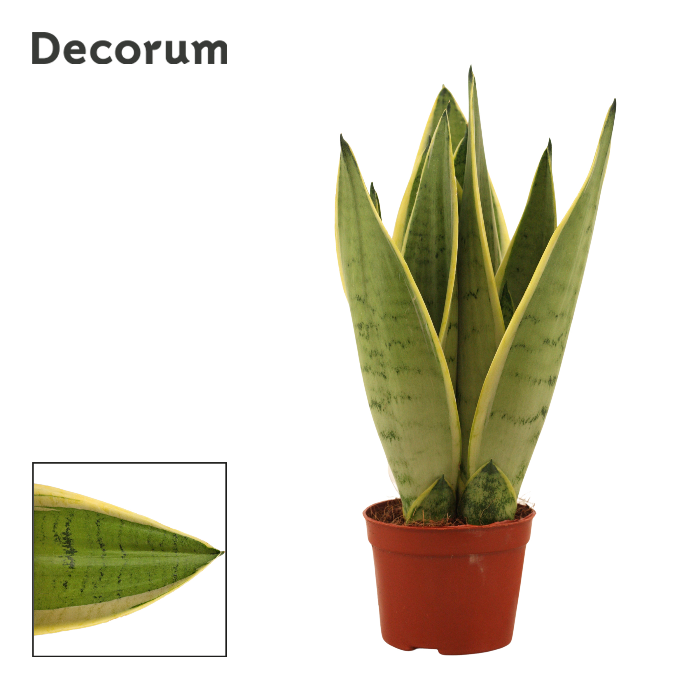 Picture of Sansevieria White Snow (Decorum) P9 30CM