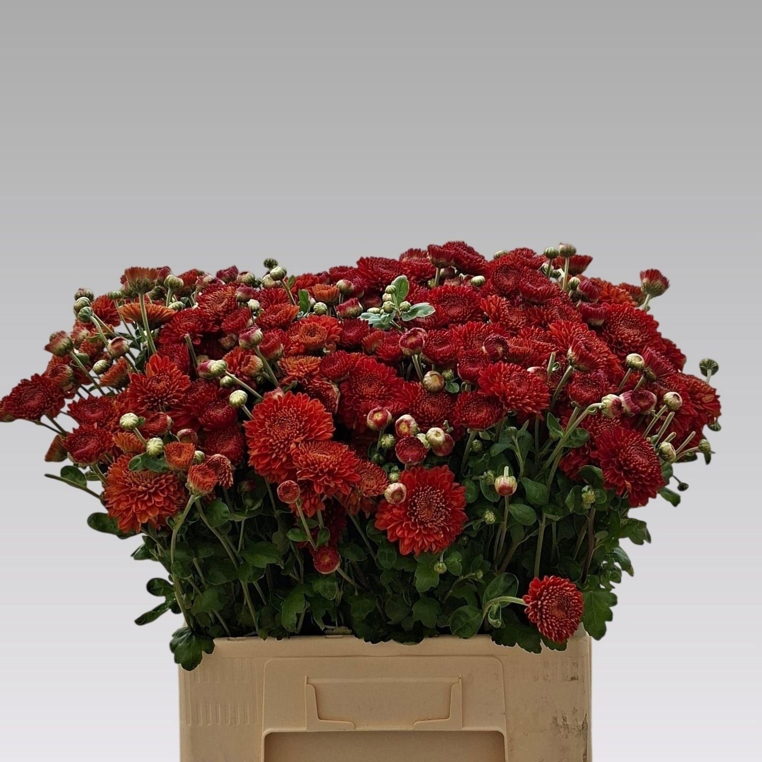 Chrys Spray Wendy Red 60cm 65gram