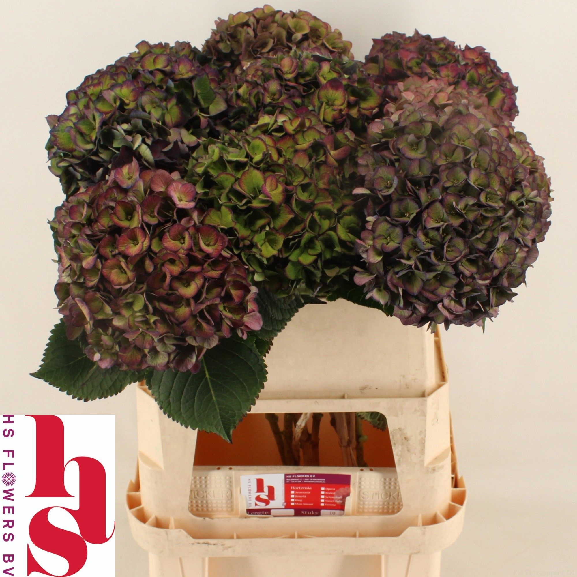 Hydrangea Chmln Mon Amour Classic 80cm 20Ø