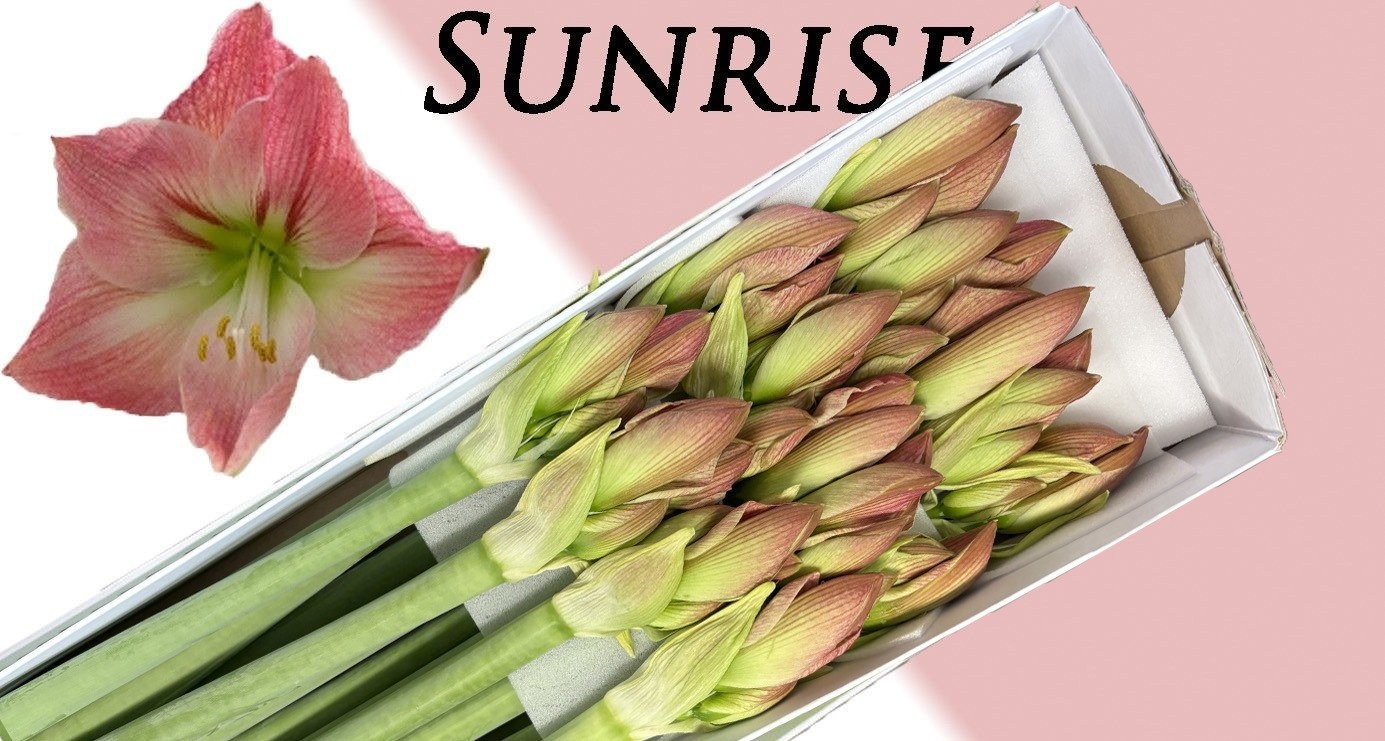 Hipp Ga Sunrise 4bl