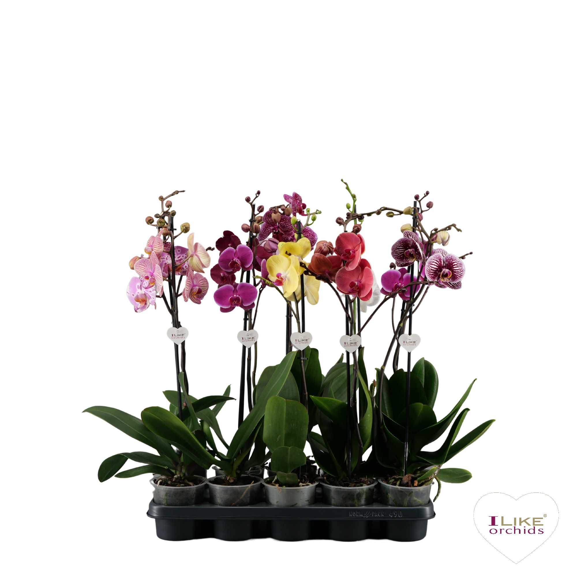 Picture of Phalaenopsis hybrid dark colours P12 1 spike 9+ flowers height 55 cm