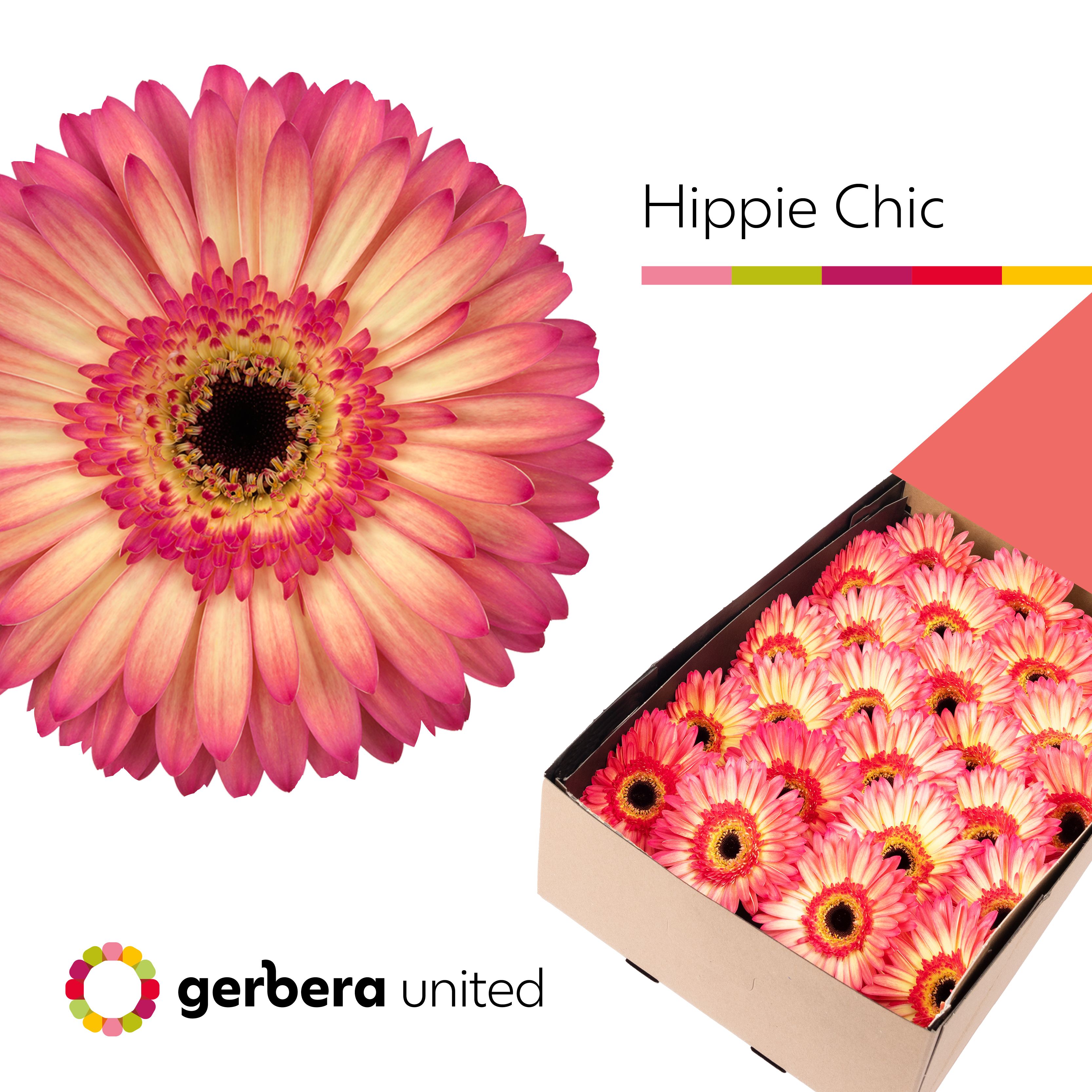 Gerbera Hippie Chic