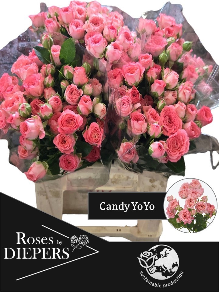 R Tr Candy Yo-yo 40cm