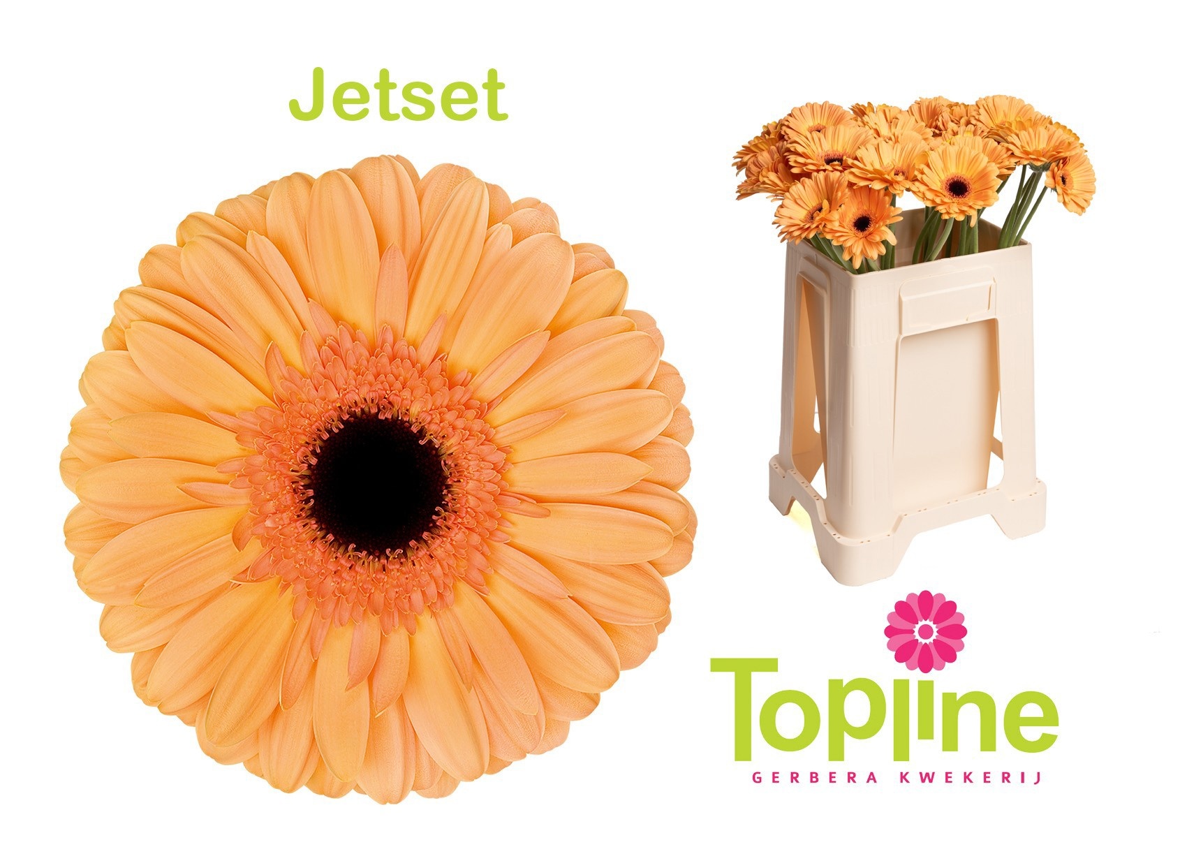 Gerbera Jetset