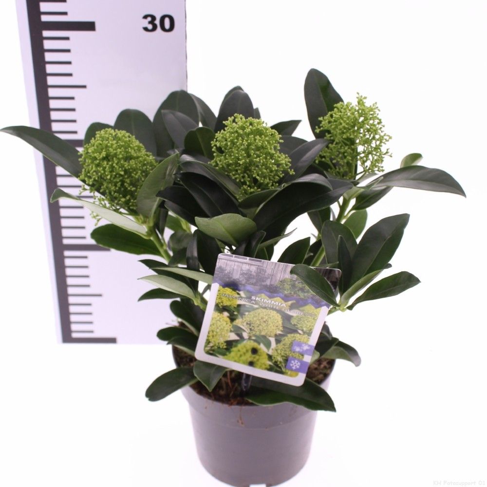 Picture of Skimmia jap. 'White Globe'