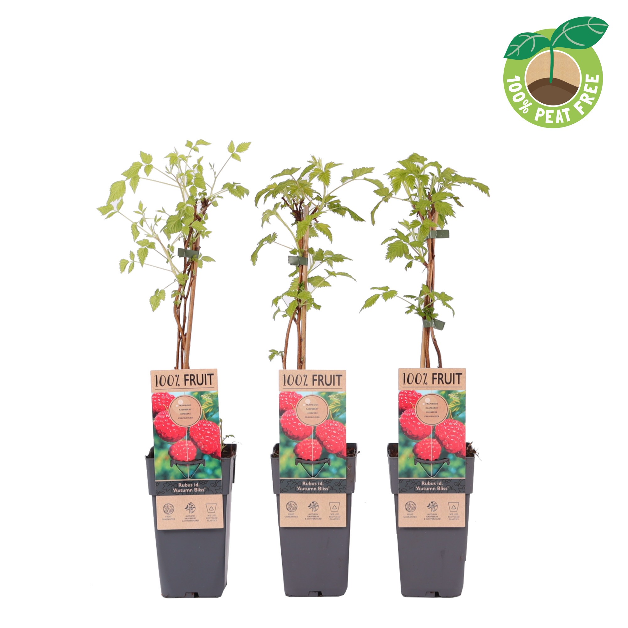 Picture of Rubus idaeus Autumn Bliss P15 (2 Ltr/high)