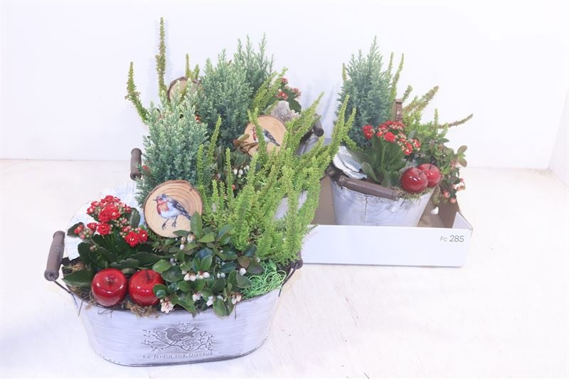 Arr Tuinplanten 28P 30cm