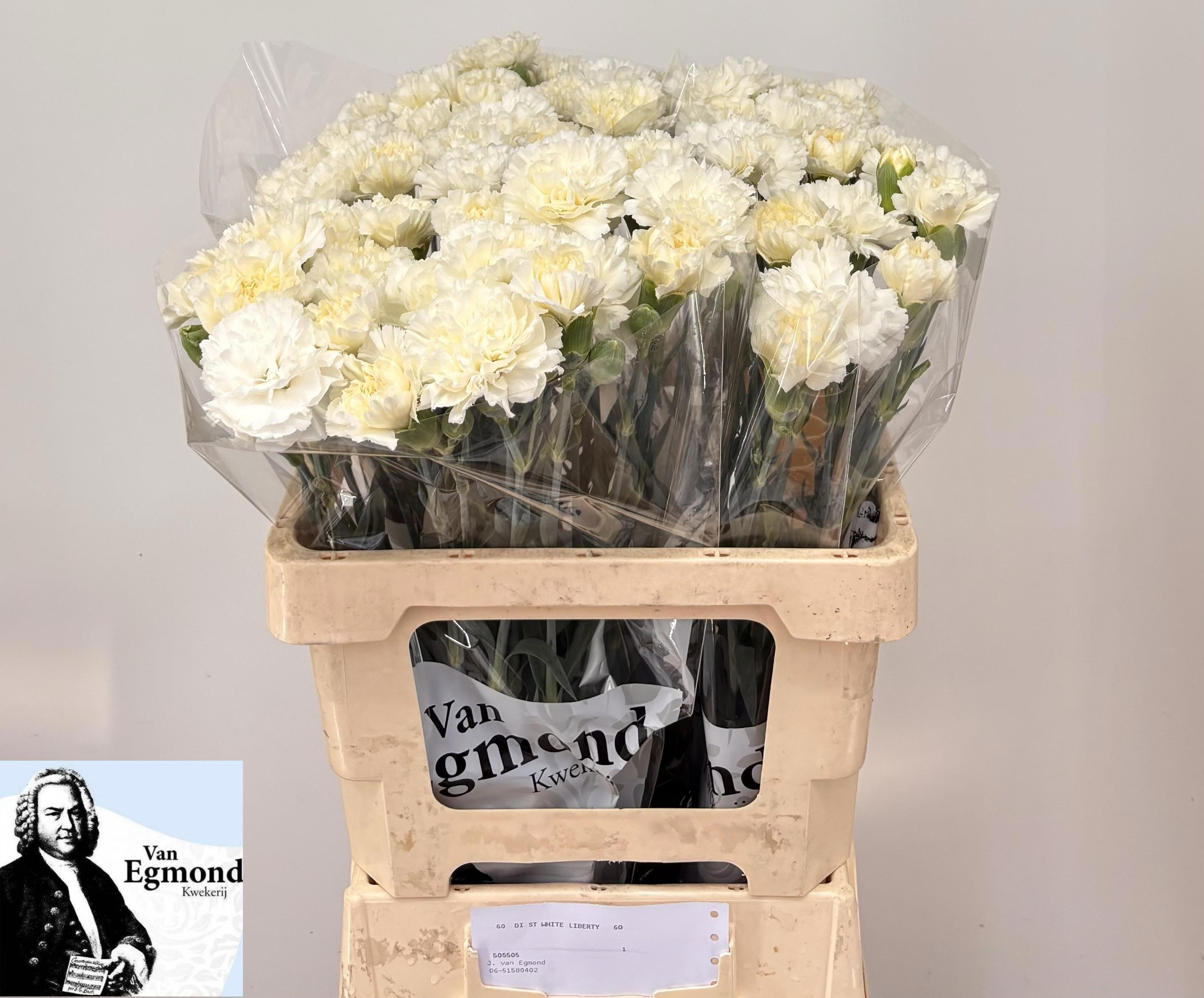 Dianthus St White Liberty 60cm