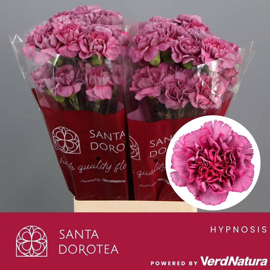 Dianthus St Hypnosis 60cm