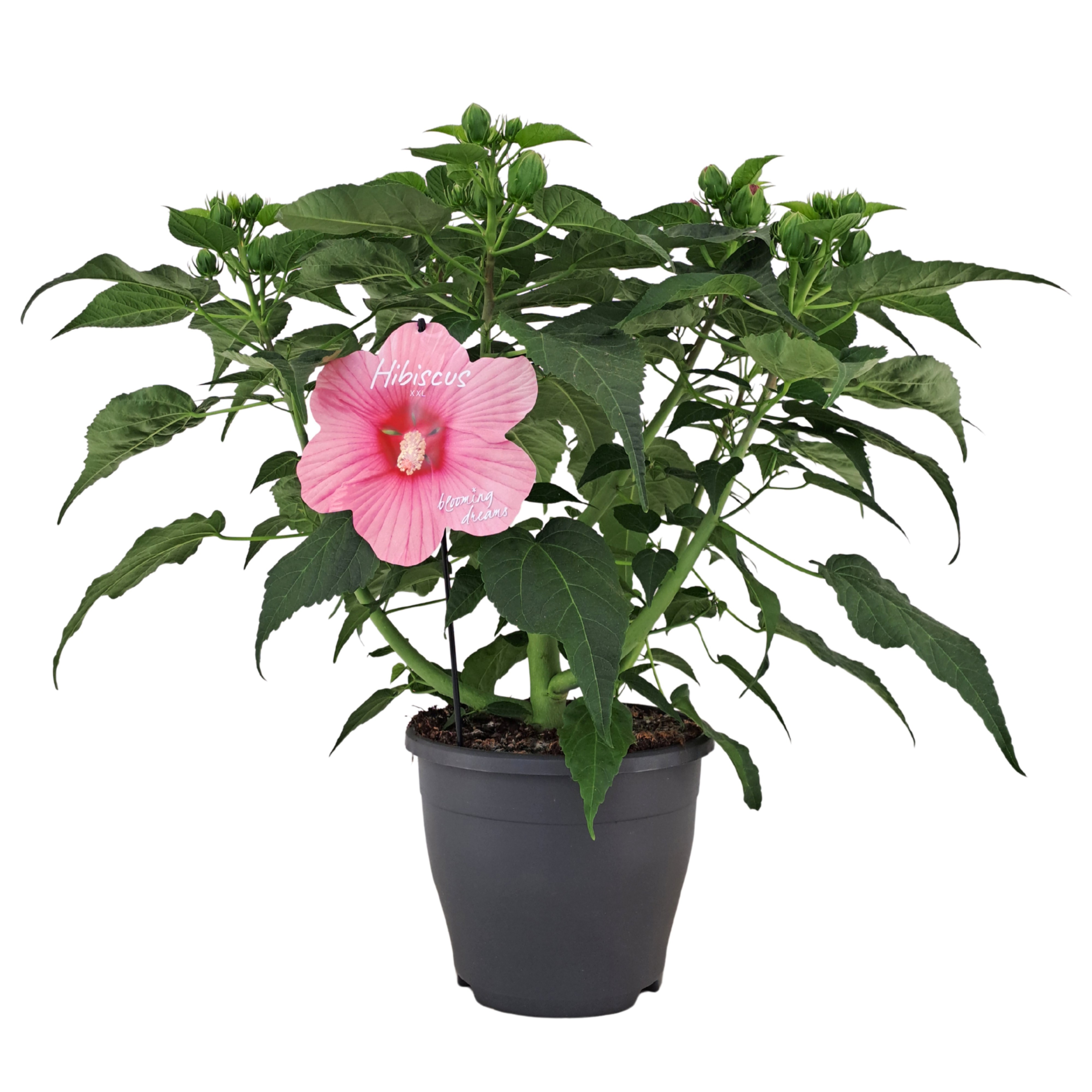 Hibiscus m. Extreme Hot Pink ('Extrehotpink')