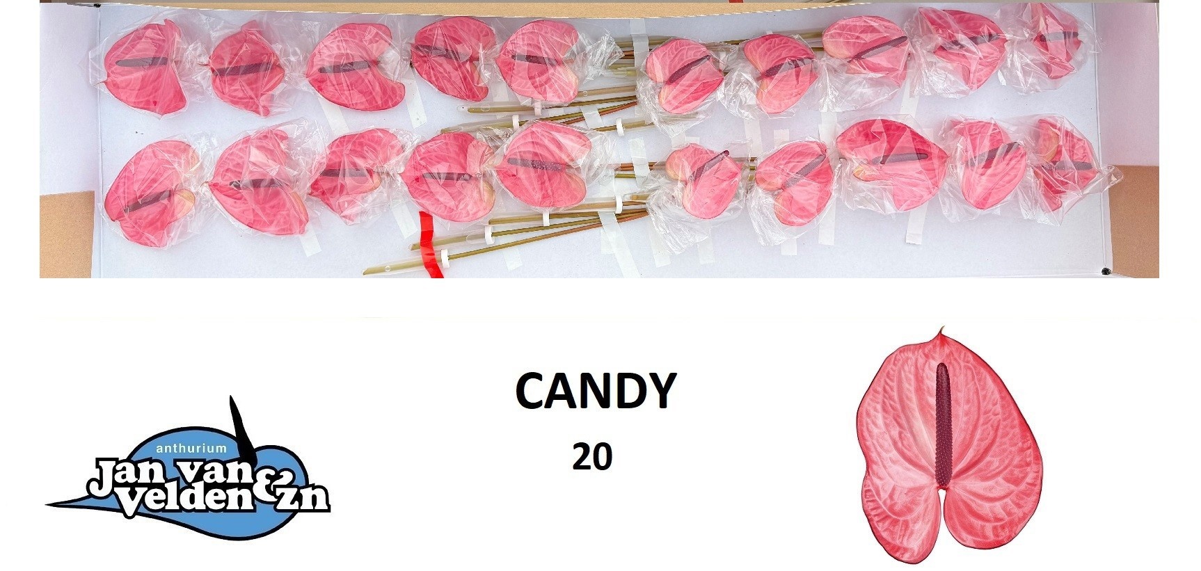 Anth A Candy