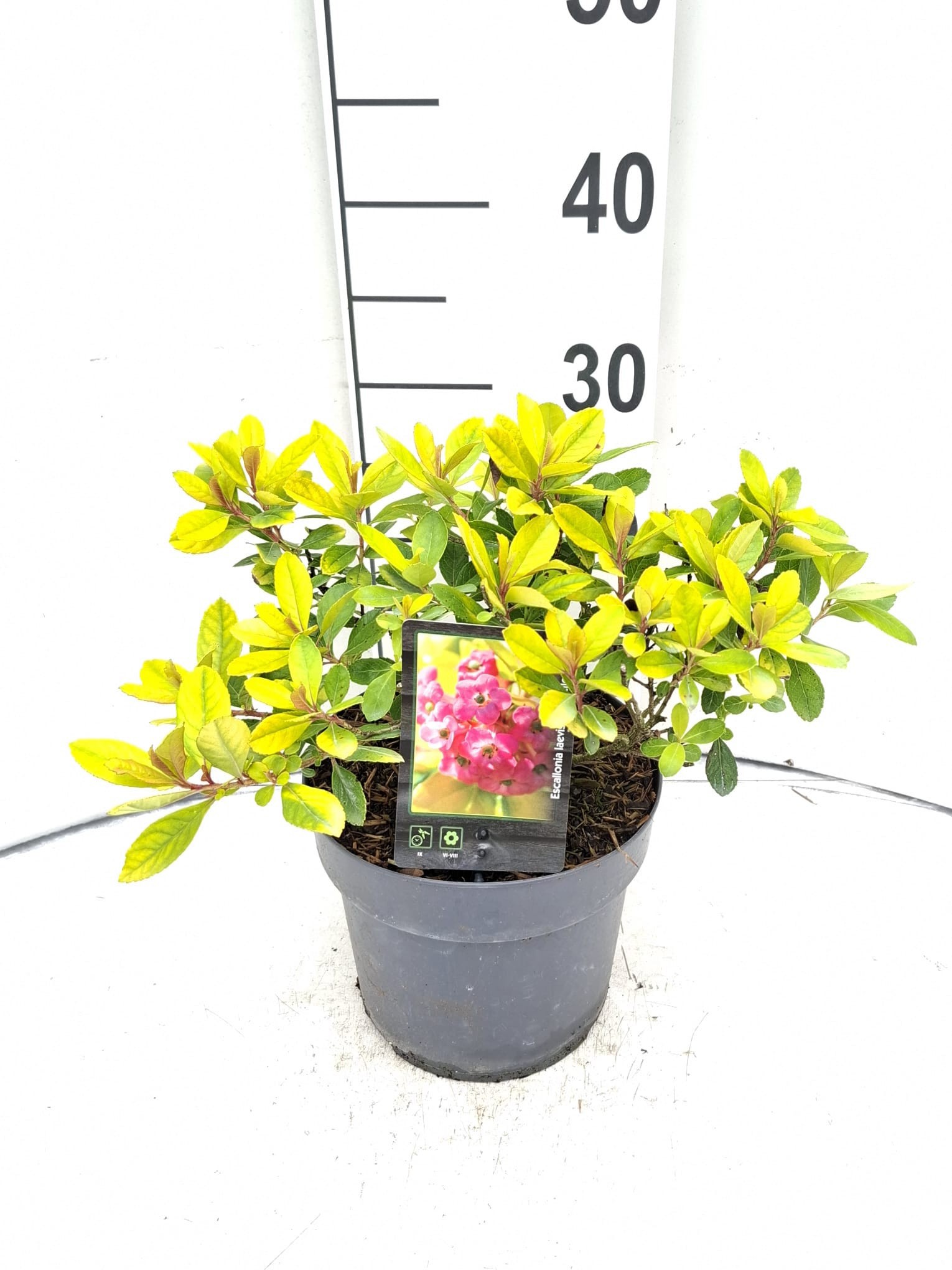 Escallonia laevis 'Gold Ellen'
