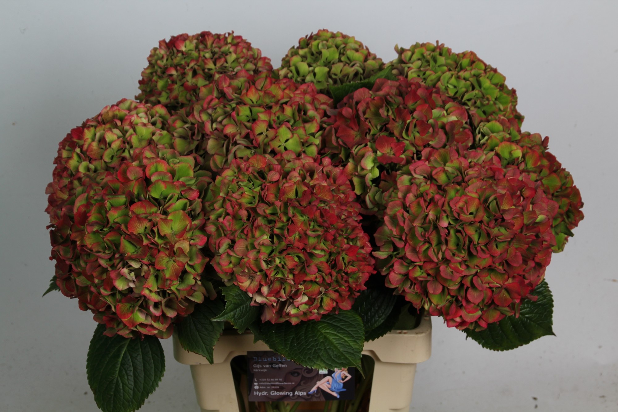 Hydrangea Glowing Alps Classic 70cm 19Ø
