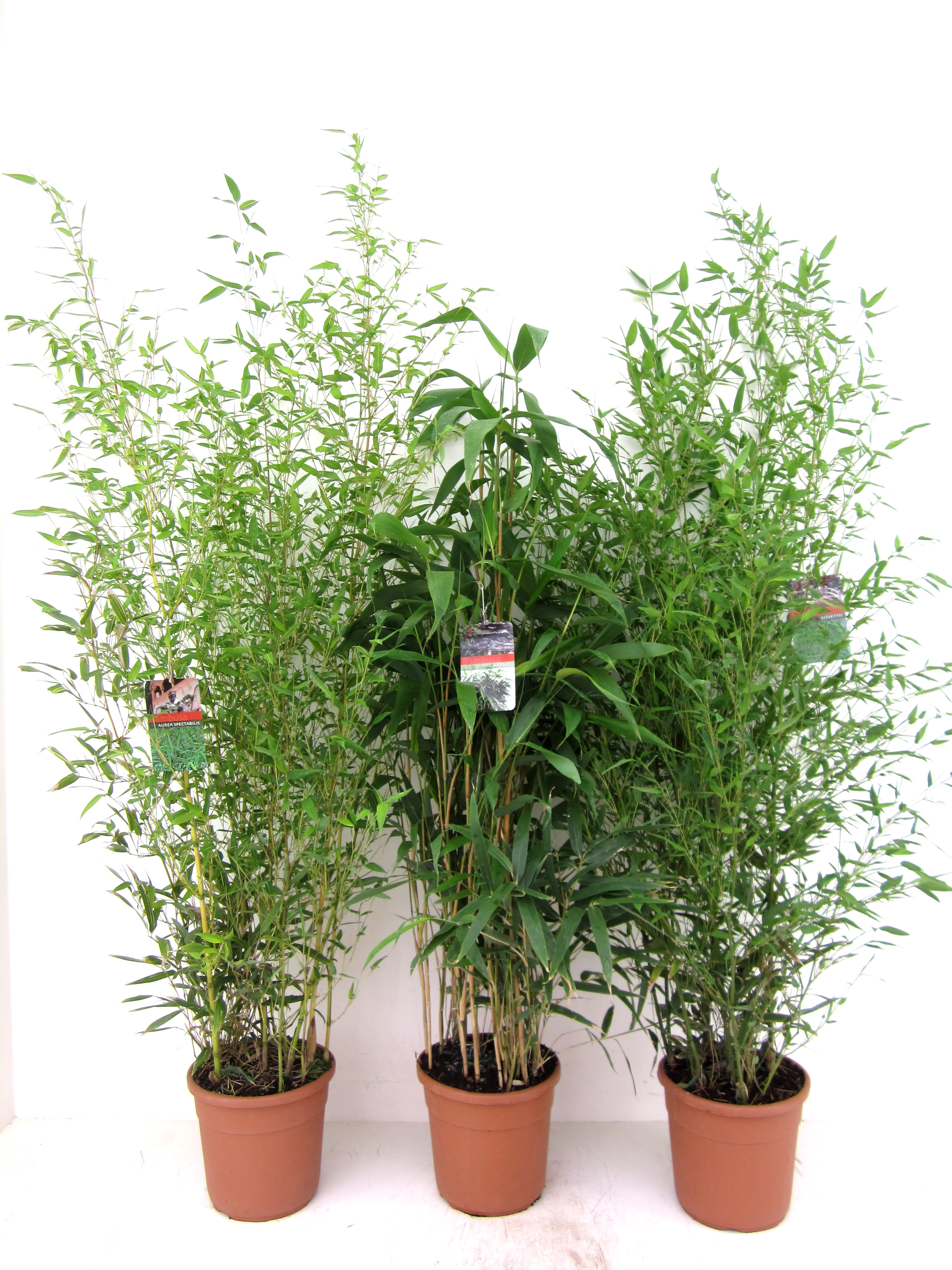 Picture of Bamboo in varieties P28-(10Ltr)