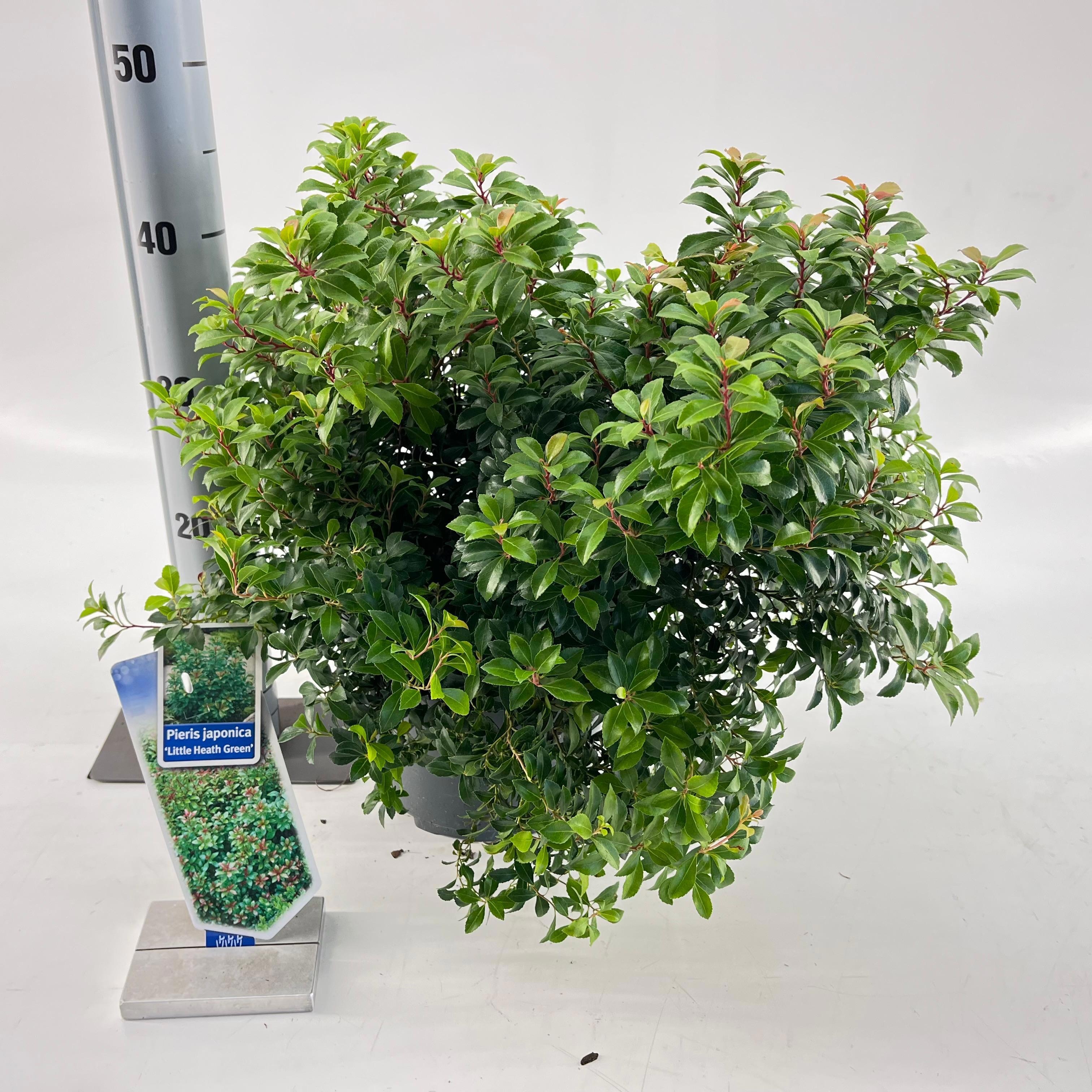 Picture of Pieris jap. ‘Little Heath Green’