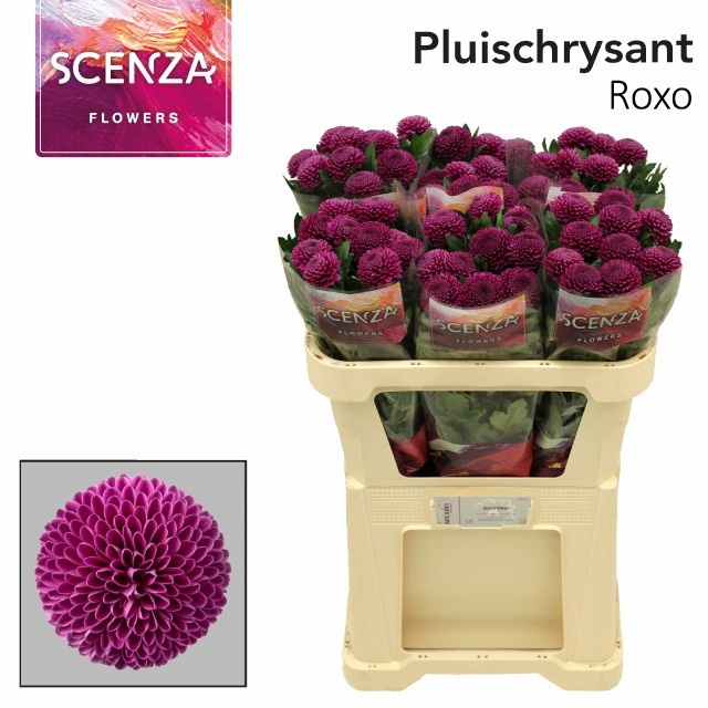 Chrys Single Roxo 70cm 60gram