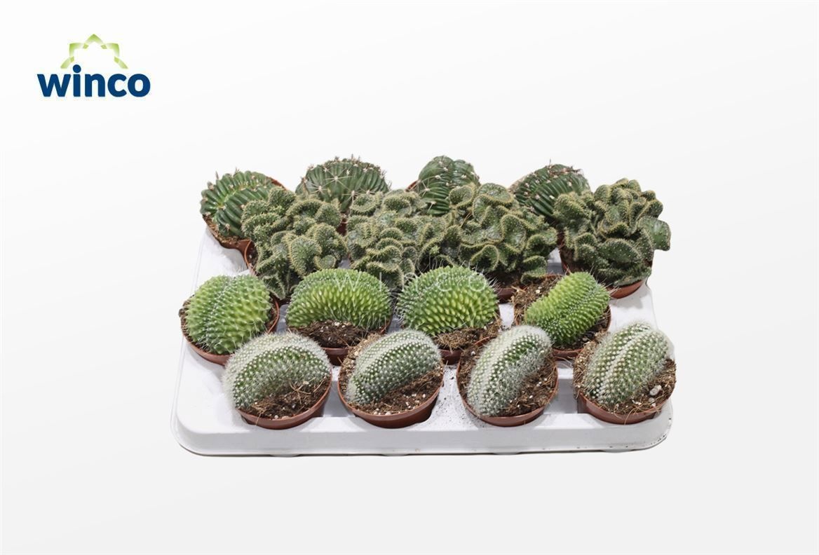 Cactus Gem 508P 16H